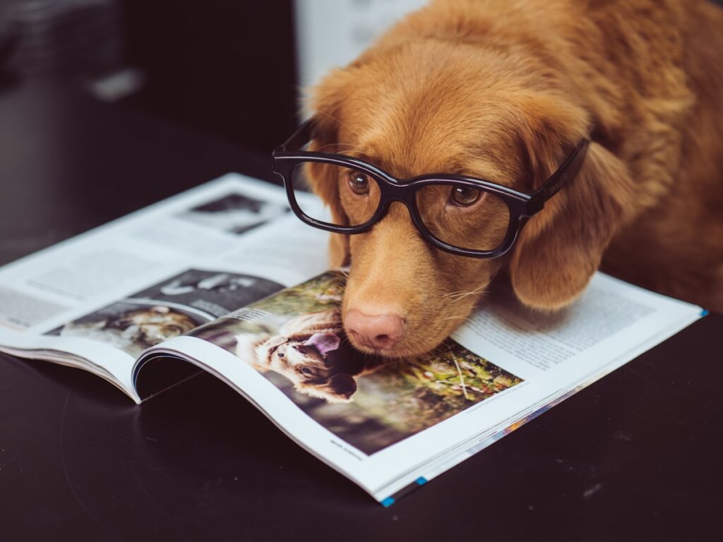 how to teach a dog to come when called