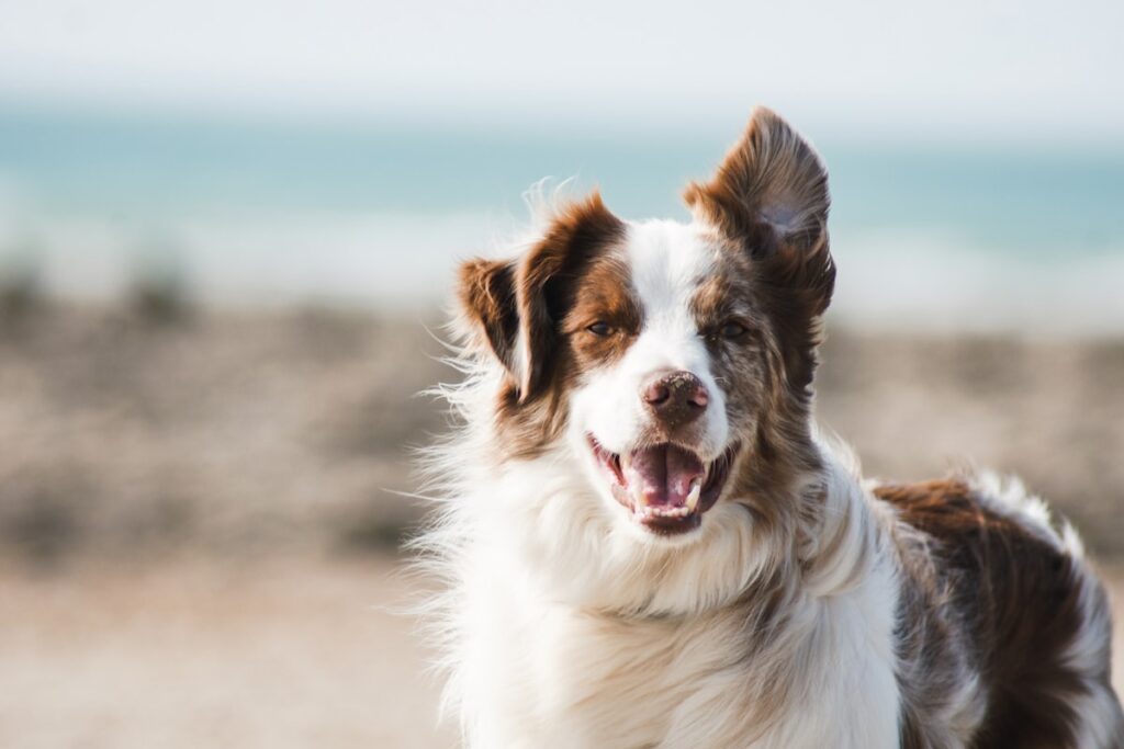 Dog training class with owner