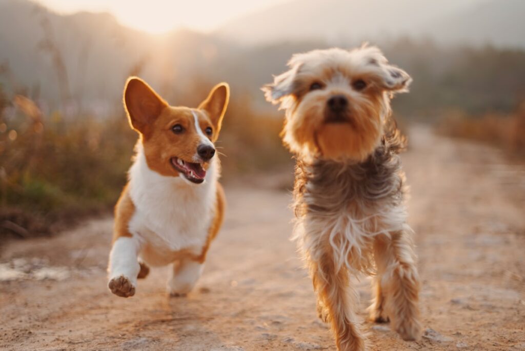 best dog training courses